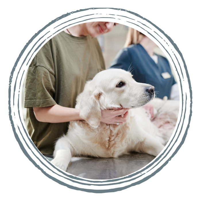 A woman examines a dog with a stethoscope