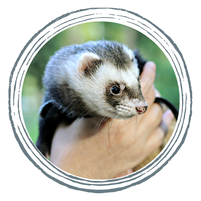 A ferret being held, peering curiously