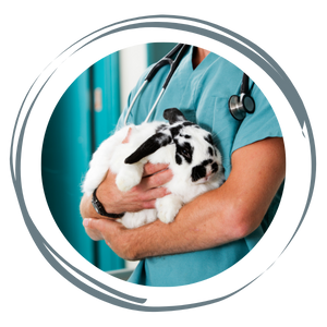 A veterinarian holding a black and white rabbit