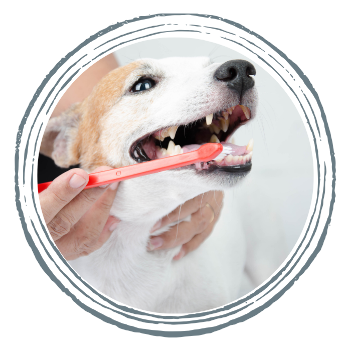 A Jack Russell Terrier getting its teeth brushed with a red toothbrush