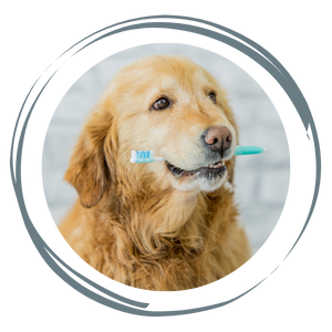 Golden retriever holding a toothbrush