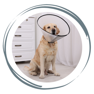 A Labrador retriever wearing a cone collar