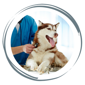 A husky being examined by a vet