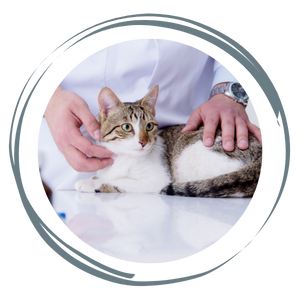 A cat being examined by a vet