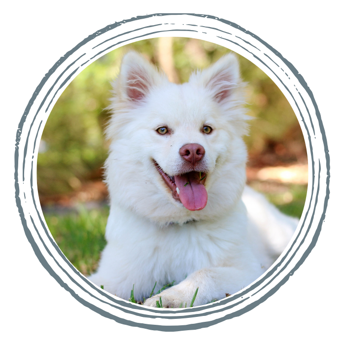 A happy white fluffy dog with a pink tongue out