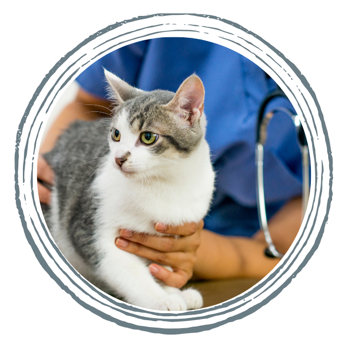 A veterinarian examines a cat