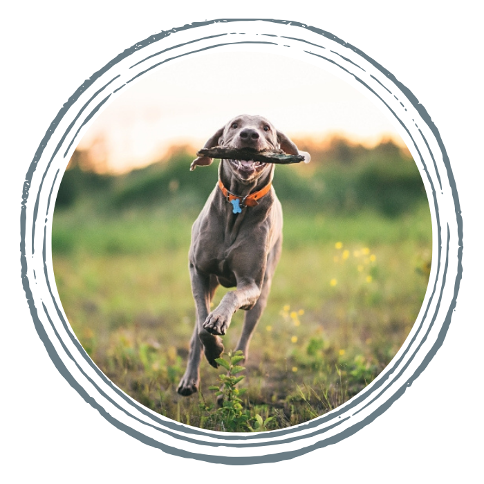 A gray dog with a collar running through a field carrying a stick in its mouth