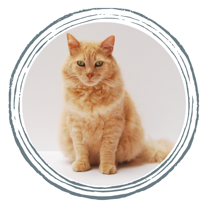 A relaxed orange cat is positioned within a circle