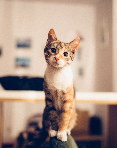 A curious calico cat sitting