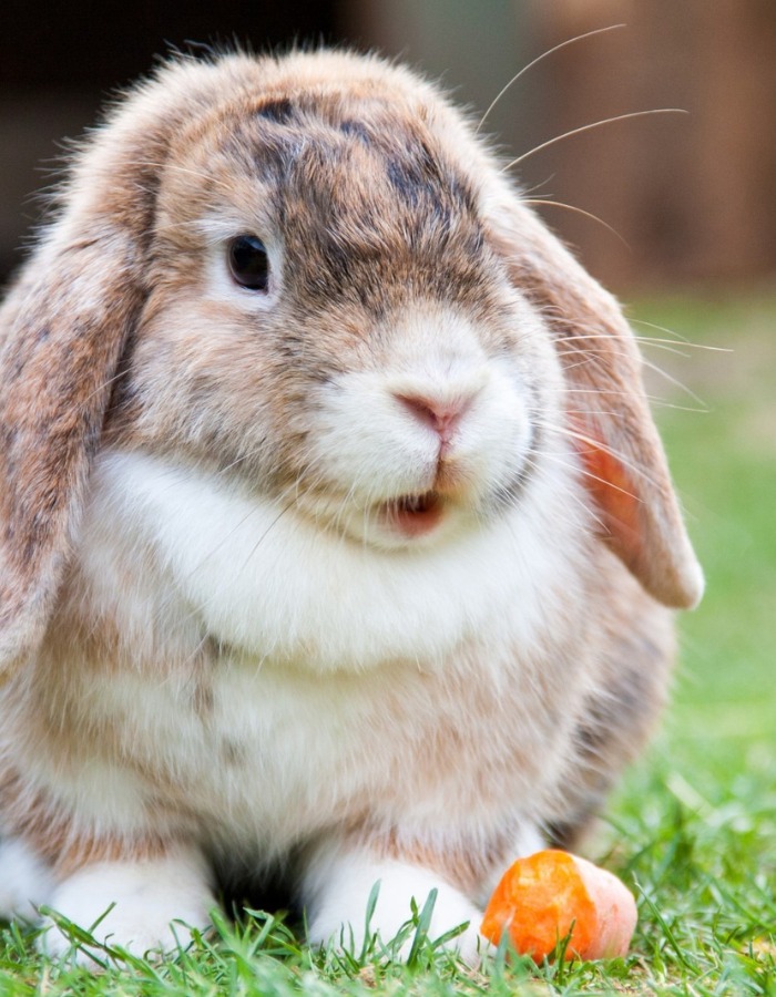 A small rabbit sits on green grass