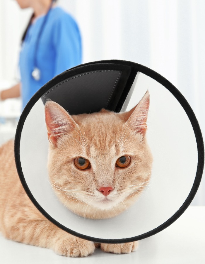 Cat Wearing a Cone in the Clinic