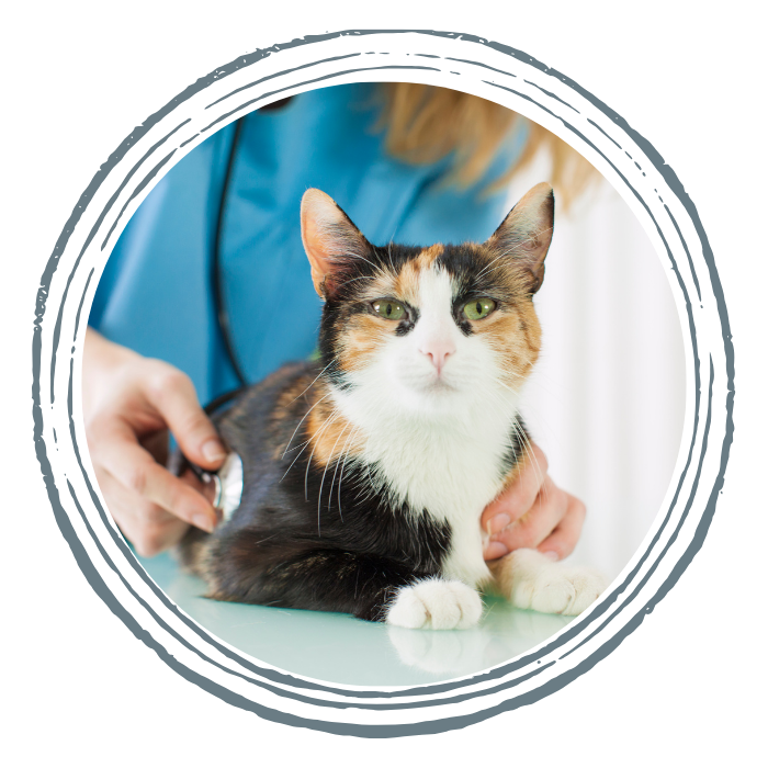 A cat being examined by a person in blue scrubs