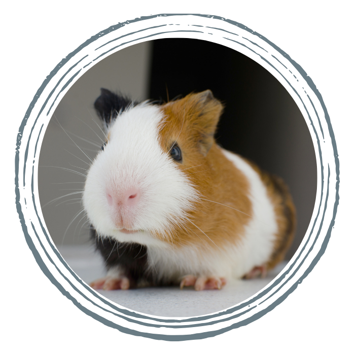 A guinea pig sitting