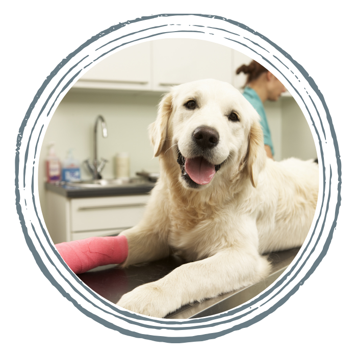 A happy golden retriever with a pink cast on its front leg