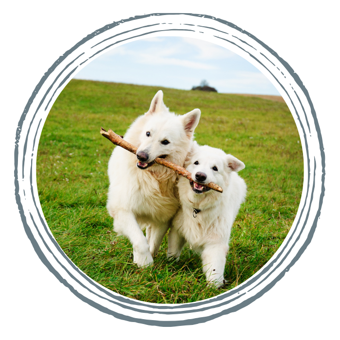 Two white dogs sharing a stick on a grassy field